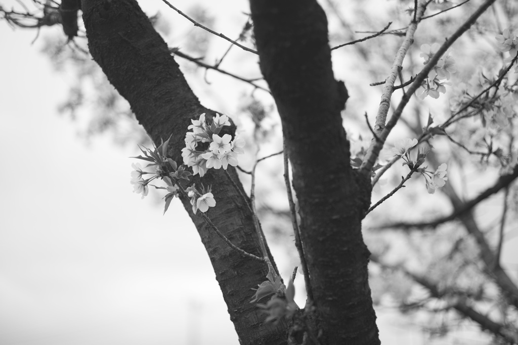 3月の桜