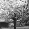 桜 満開