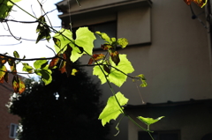 夏の終わり
