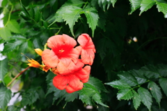 夏の花