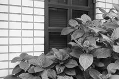 喫茶店の窓と植物