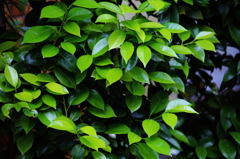 DarkGreen-1