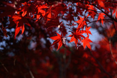 紅