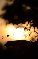 秋の夕暮れ