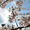 勢至公園にて
