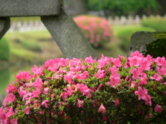 さつき