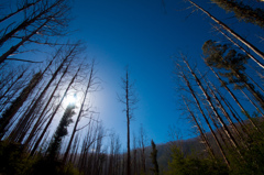 自然の再生力 3