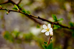 春近しのメルボルン