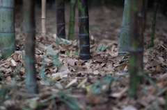 Bamboo Forest