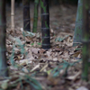 Bamboo Forest