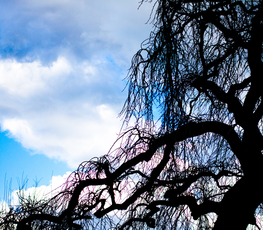 シルエット・ツリー