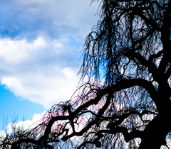 シルエット・ツリー