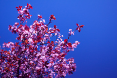 小春日和のメルボルン