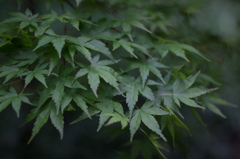 The Royal Botanic Gardens Melbourne