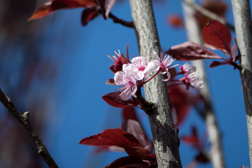 メルボルンの桜