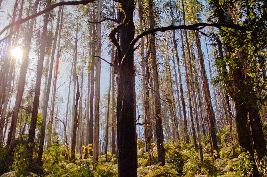 自然の再生力　2