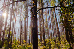 自然の再生力 2