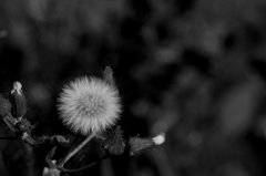 飛び散る日まで