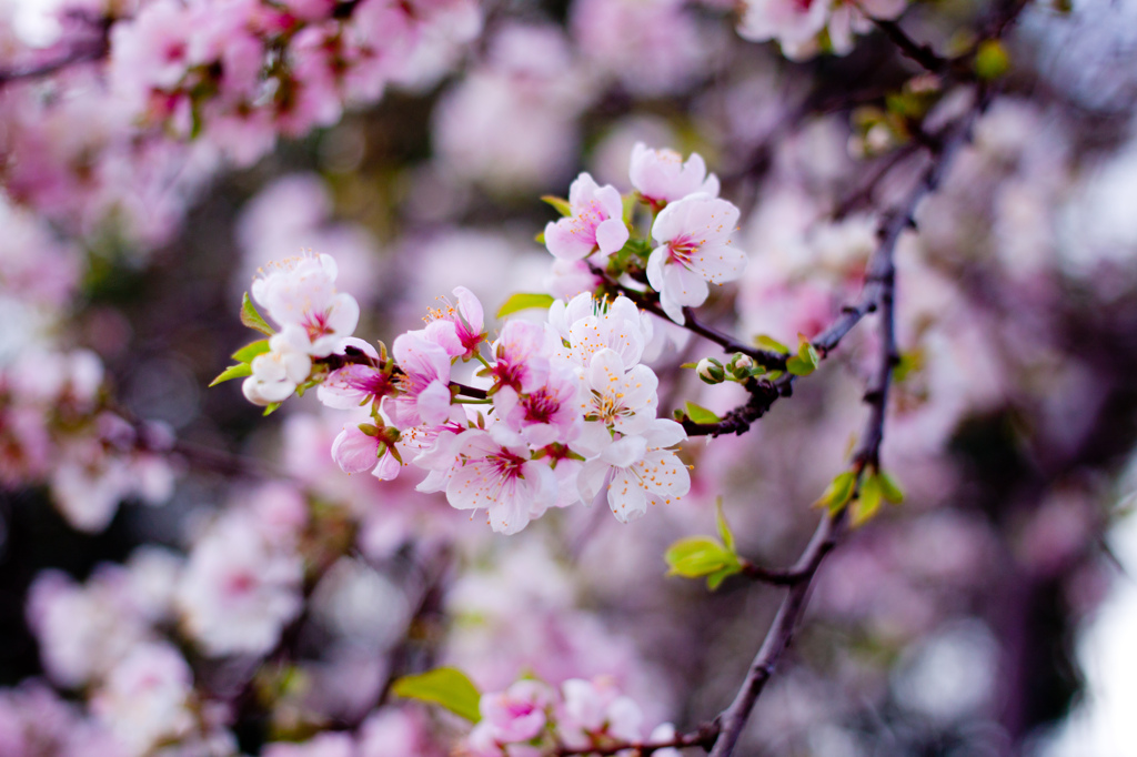 メルボルン、冬に咲く桜