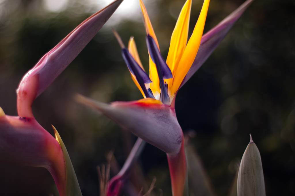 鳥みたいな植物