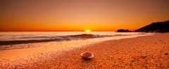 Shell on the Beach