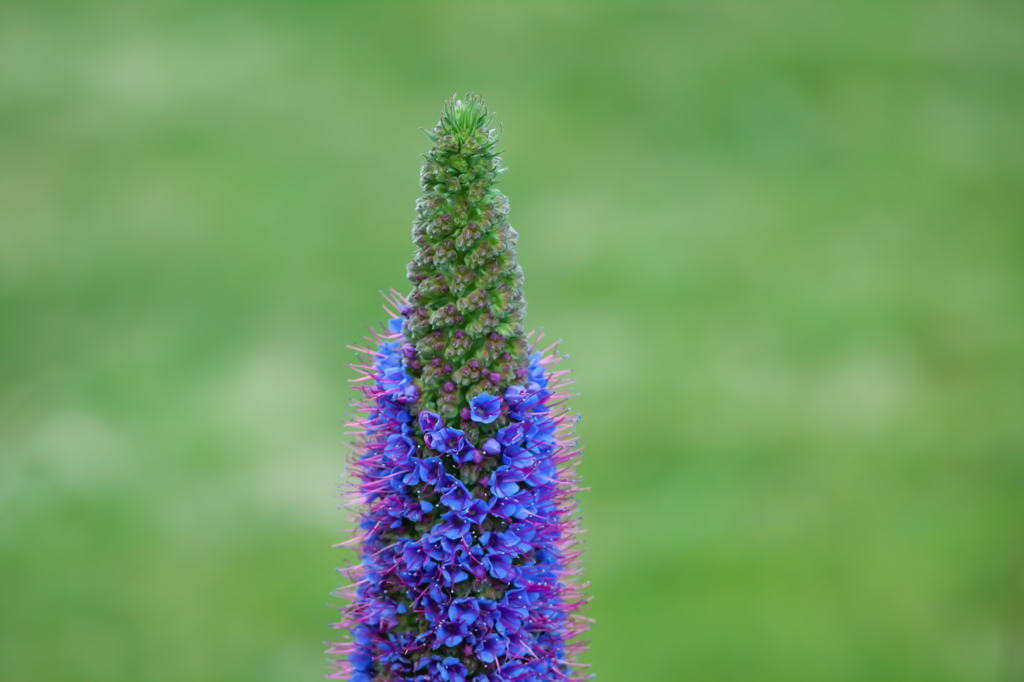 自然界の配合色