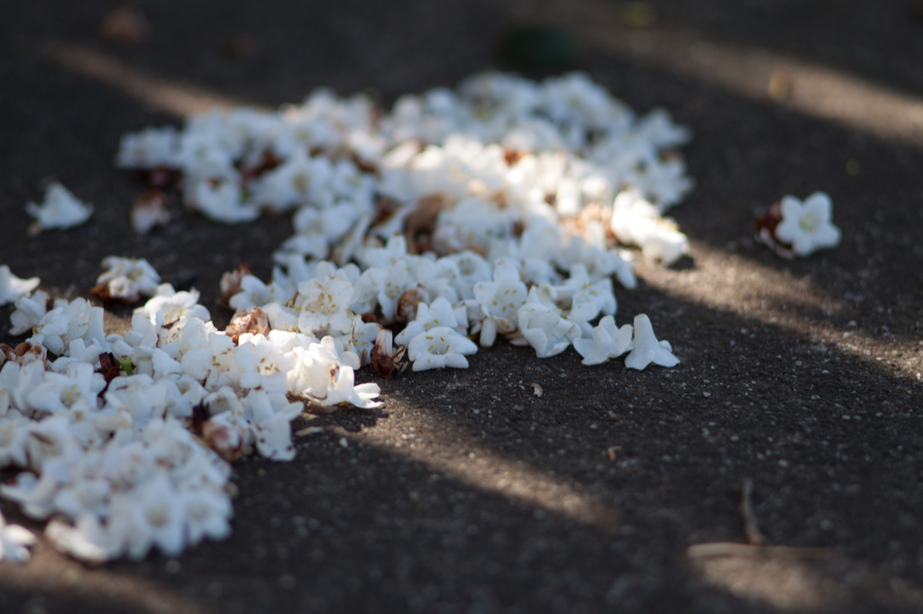 南半球には春が来た