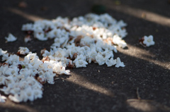 南半球には春が来た