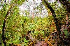 ダンデノンの山道