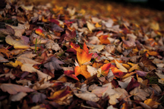 枯れ葉散る