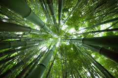 Bamboo Forest