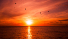 FLYING BIRDS