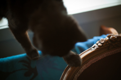 ウチのクロネコ