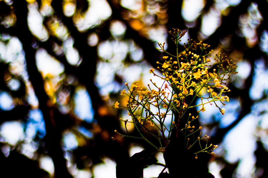 お散歩スナップ2