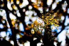 お散歩スナップ2