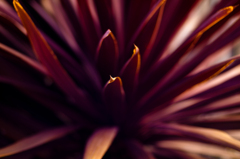 お散歩スナップ