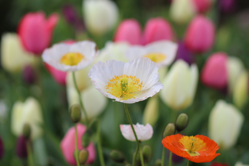 Colorful Spring