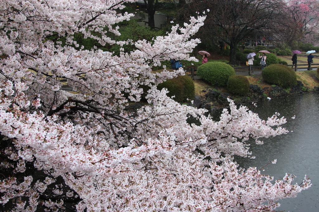 雨でもお花見