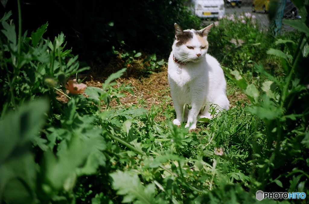 lomography: cat