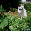 lomography: cat