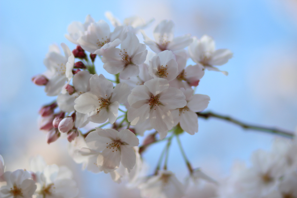 桜ブーケ