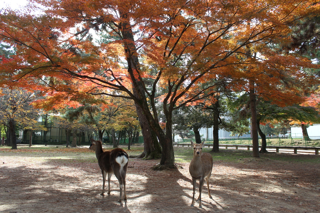 奈良公園