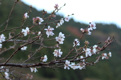 十月桜