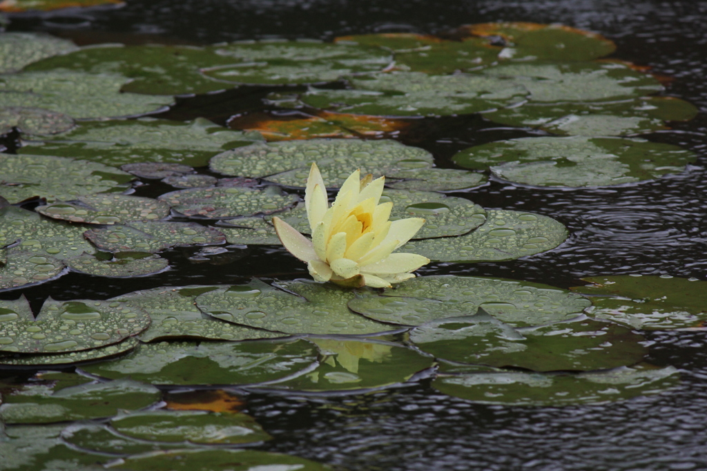 アメニモマケズ