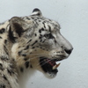 ユキヒョウ