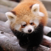 レッサーパンダ