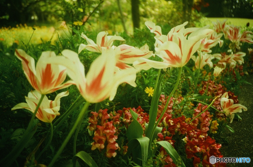 Lomography : Tulips