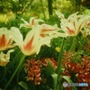 Lomography : Tulips