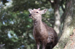 公園の主