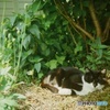 Lomography : cat